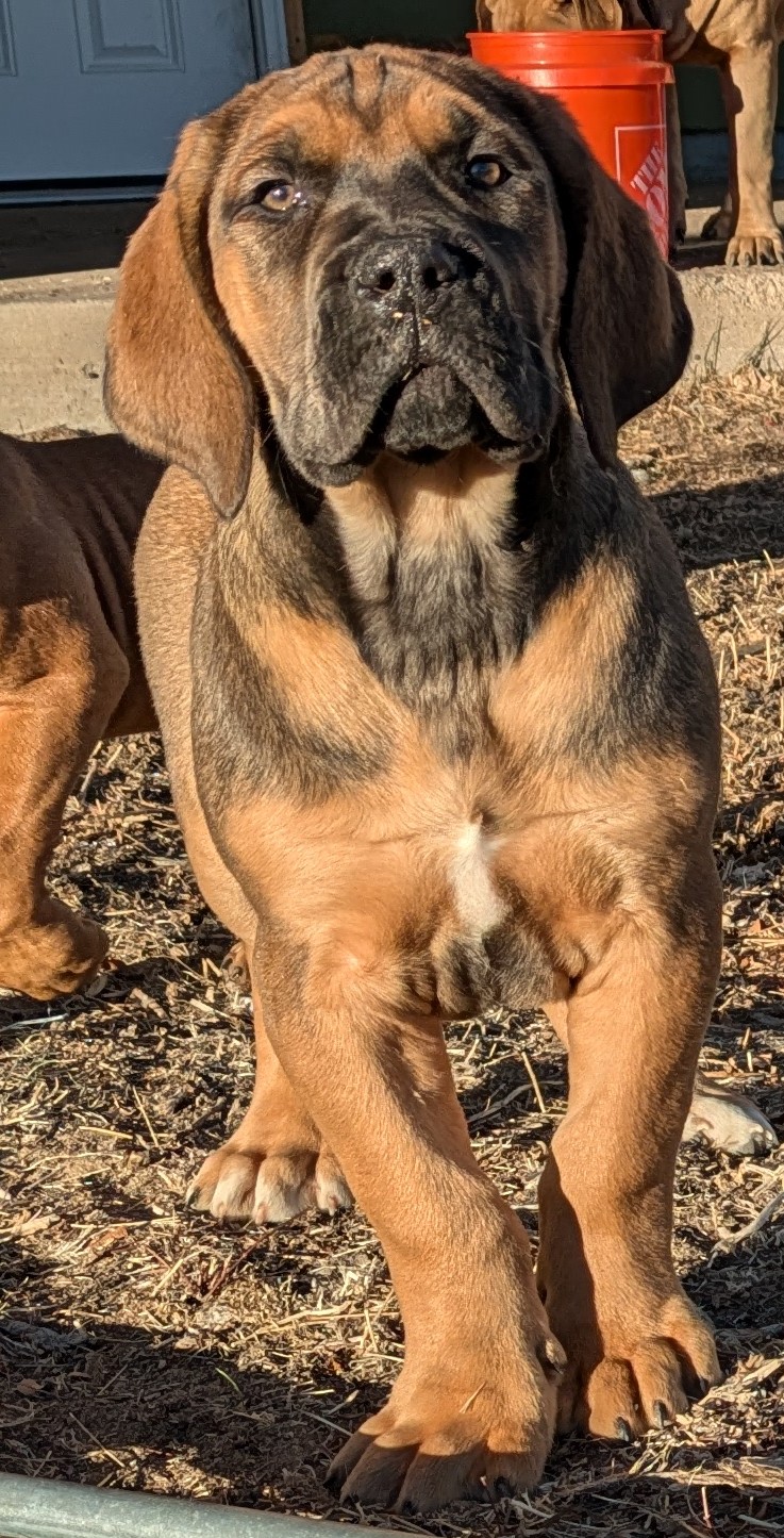Adaze (girl) available
