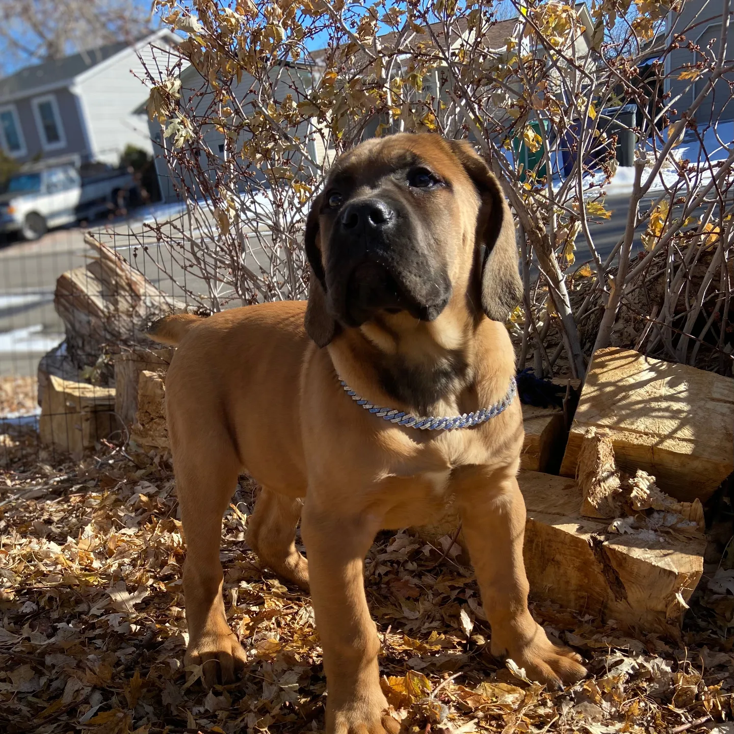 SaBa (boy) available